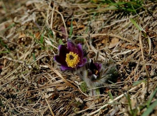 Pulsatilla montana / Pulsatilla comune